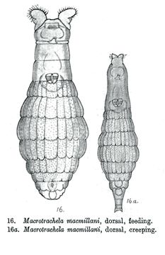 Image of Macrotrachela macmillani Milne 1916