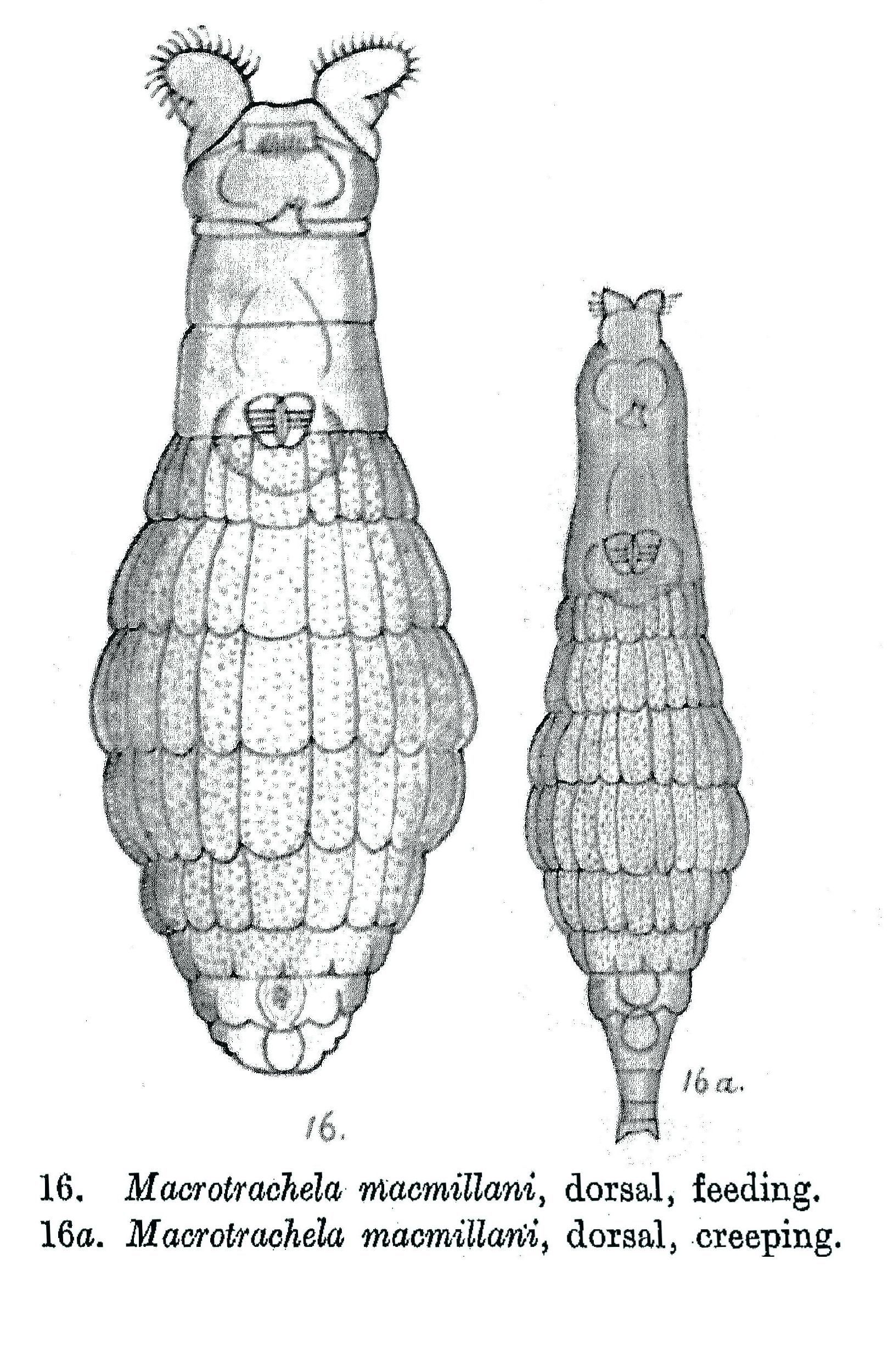 Image of Macrotrachela macmillani Milne 1916