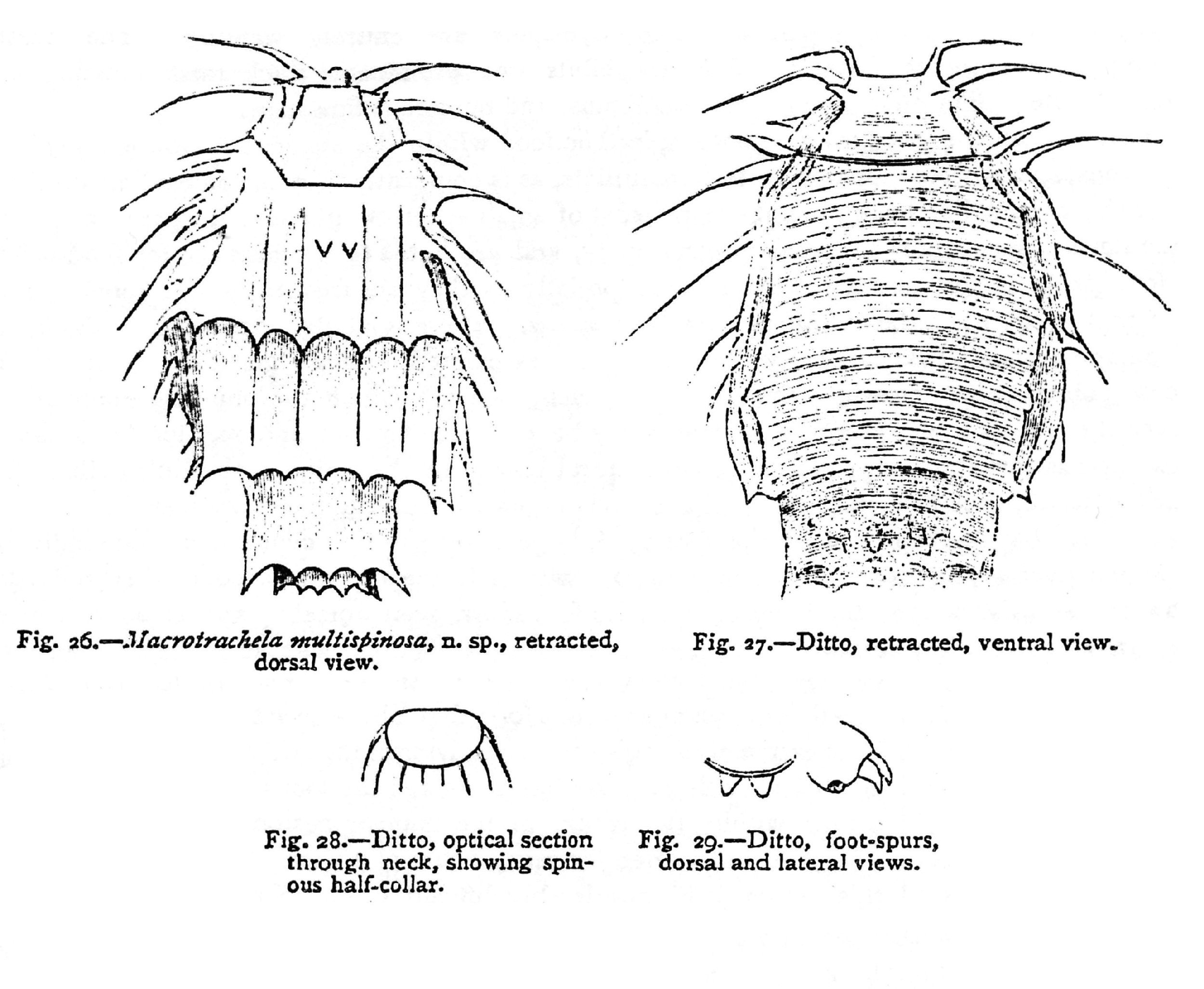 Image of Macrotrachela multispinosa Thompson 1892