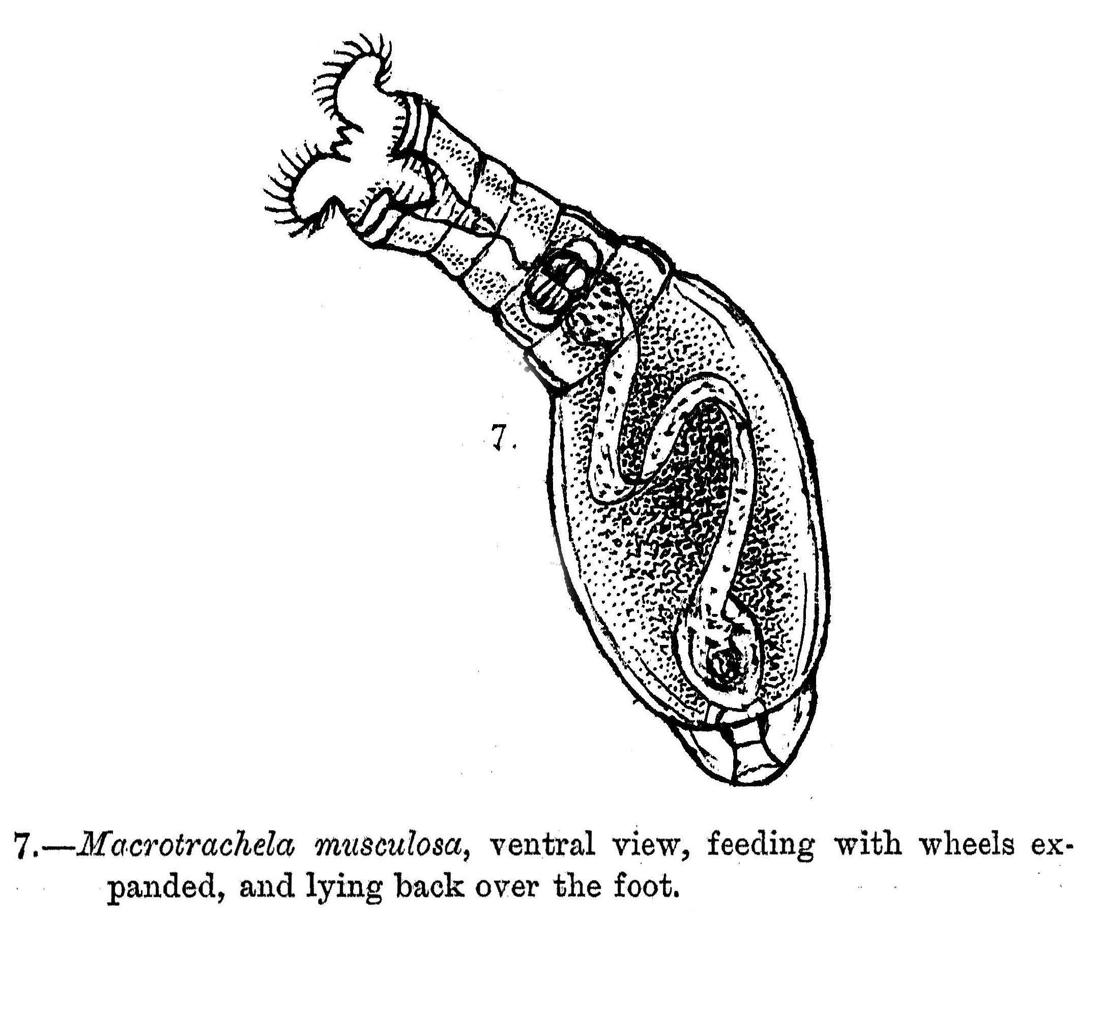 Image of Macrotrachela musculosa Milne 1886
