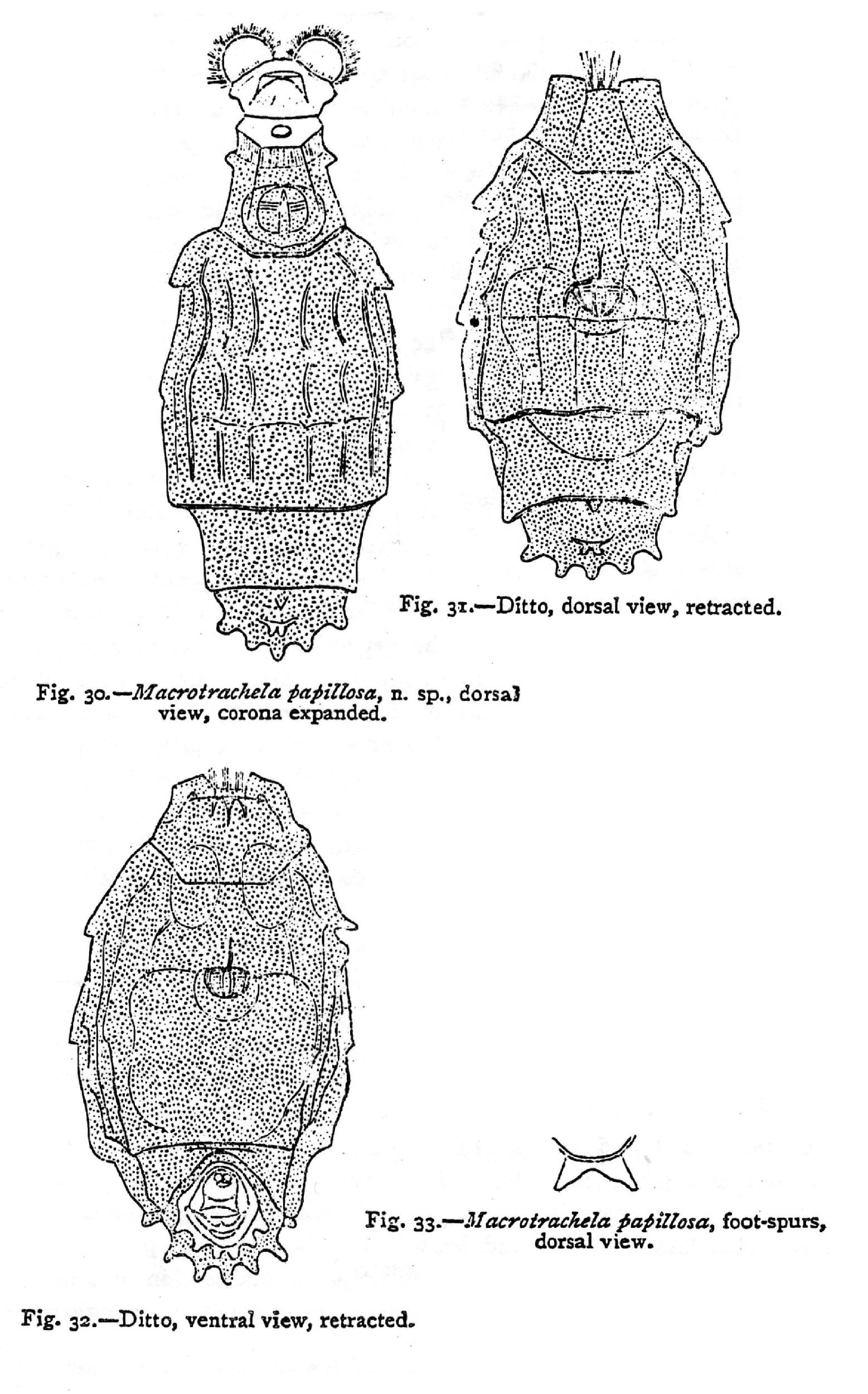 Image of Macrotrachela papillosa Thompson 1892