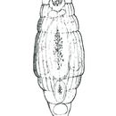 Image of Macrotrachela petulans Milne 1916