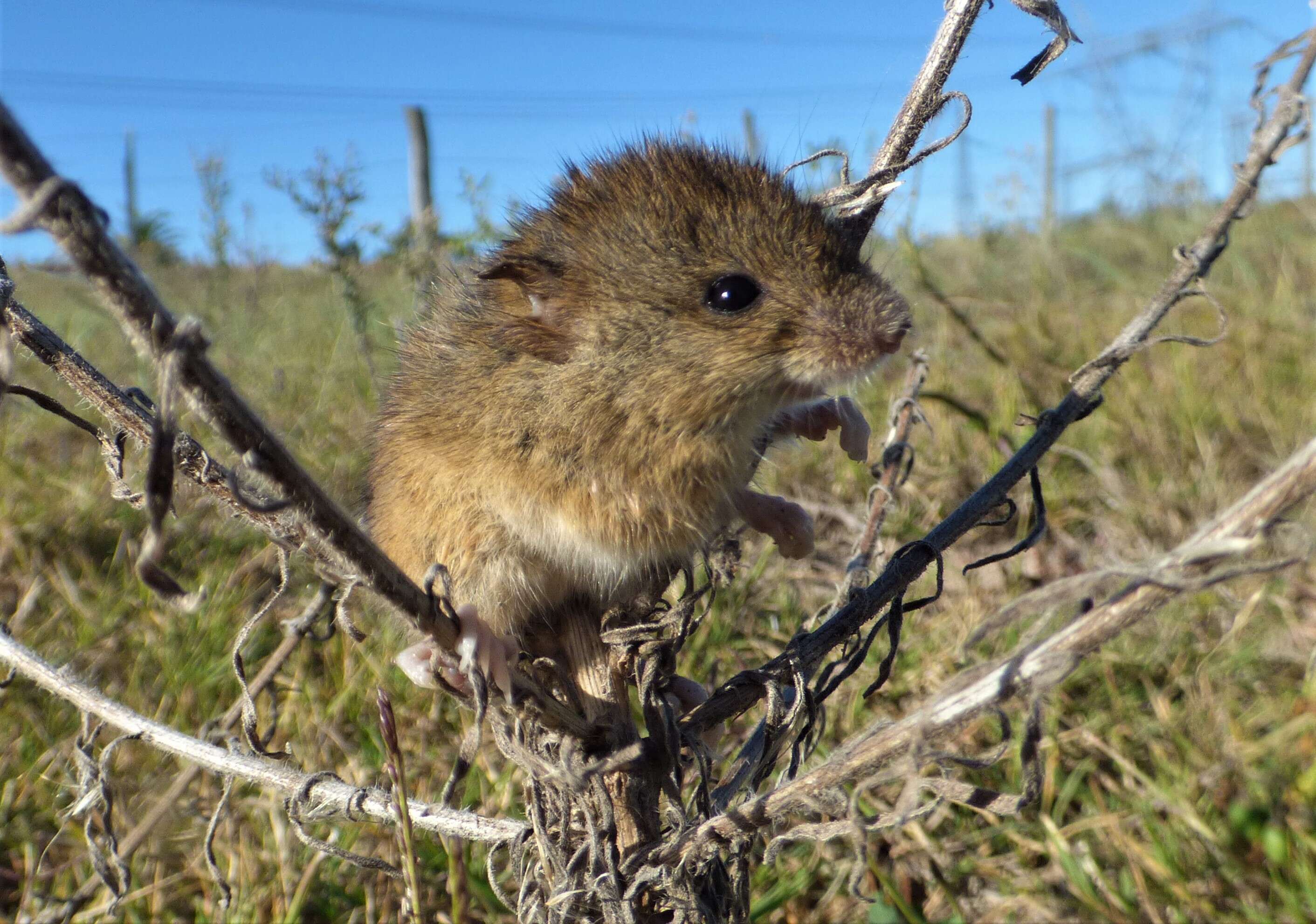 Слика од Oligoryzomys flavescens (Waterhouse 1837)