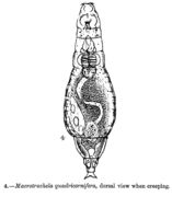 Image of Macrotrachela quadricornifera Milne 1886