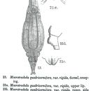 Image of Macrotrachela quadricornifera rigida Milne 1886