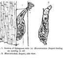 Image of Habrotrocha roeperi (Milne 1889)