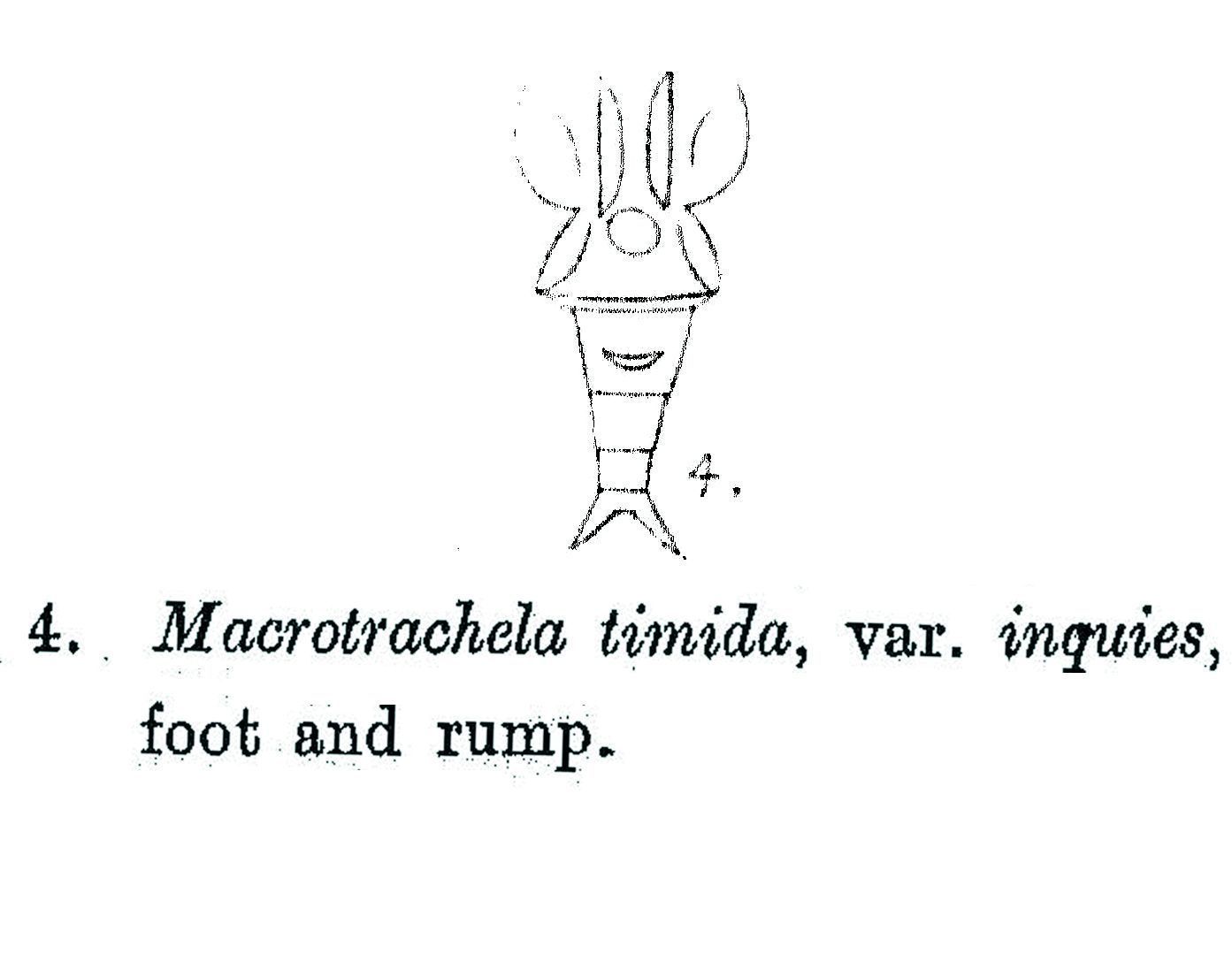 Image of Macrotrachela timida inquies Milne 1916