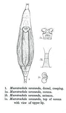 Image of Macrotrachela verecunda Milne 1916