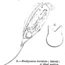 Image of Trichocerca bicristata (Gosse 1887)
