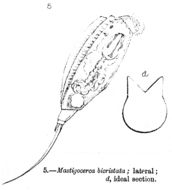 Image of Trichocerca bicristata (Gosse 1887)