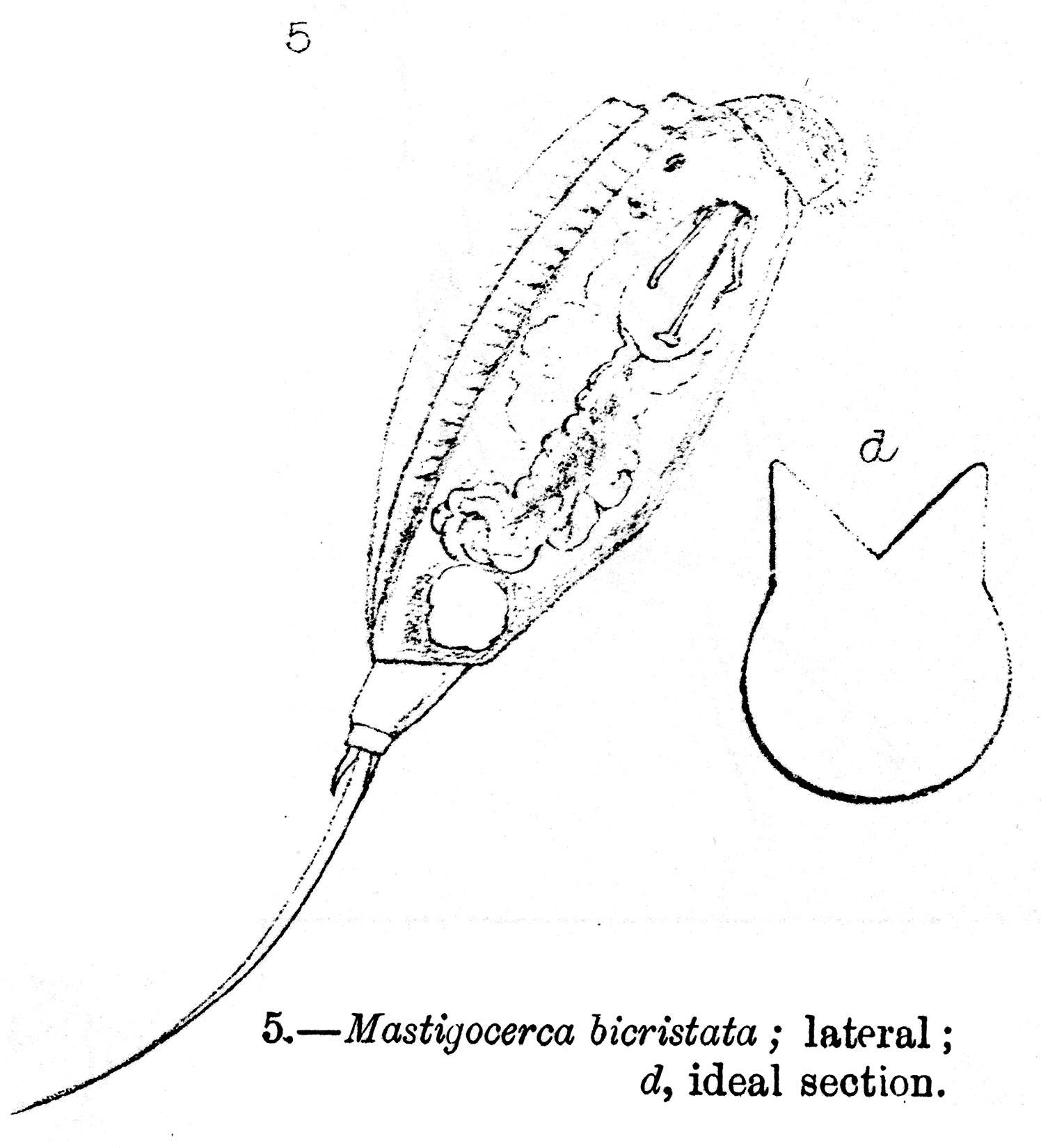 Слика од Trichocerca bicristata (Gosse 1887)