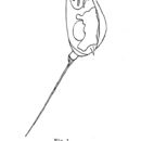 Image of Trichocerca bicuspes (Pell 1890)