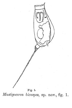 Image of Trichocerca bicuspes (Pell 1890)