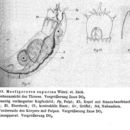 Image of Trichocerca capucina (Wierzejski & Zacharias 1893)