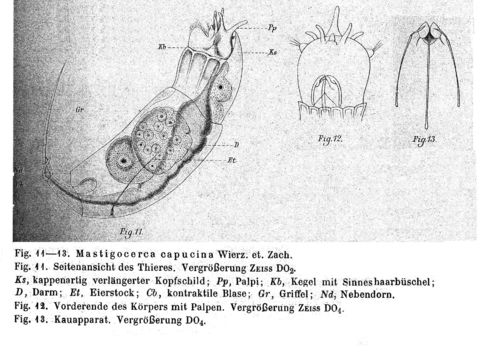 Image of Trichocerca capucina (Wierzejski & Zacharias 1893)