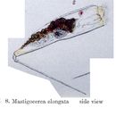 Imagem de Trichocerca elongata (Gosse 1886)