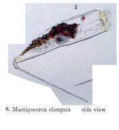 Image of Trichocerca elongata (Gosse 1886)