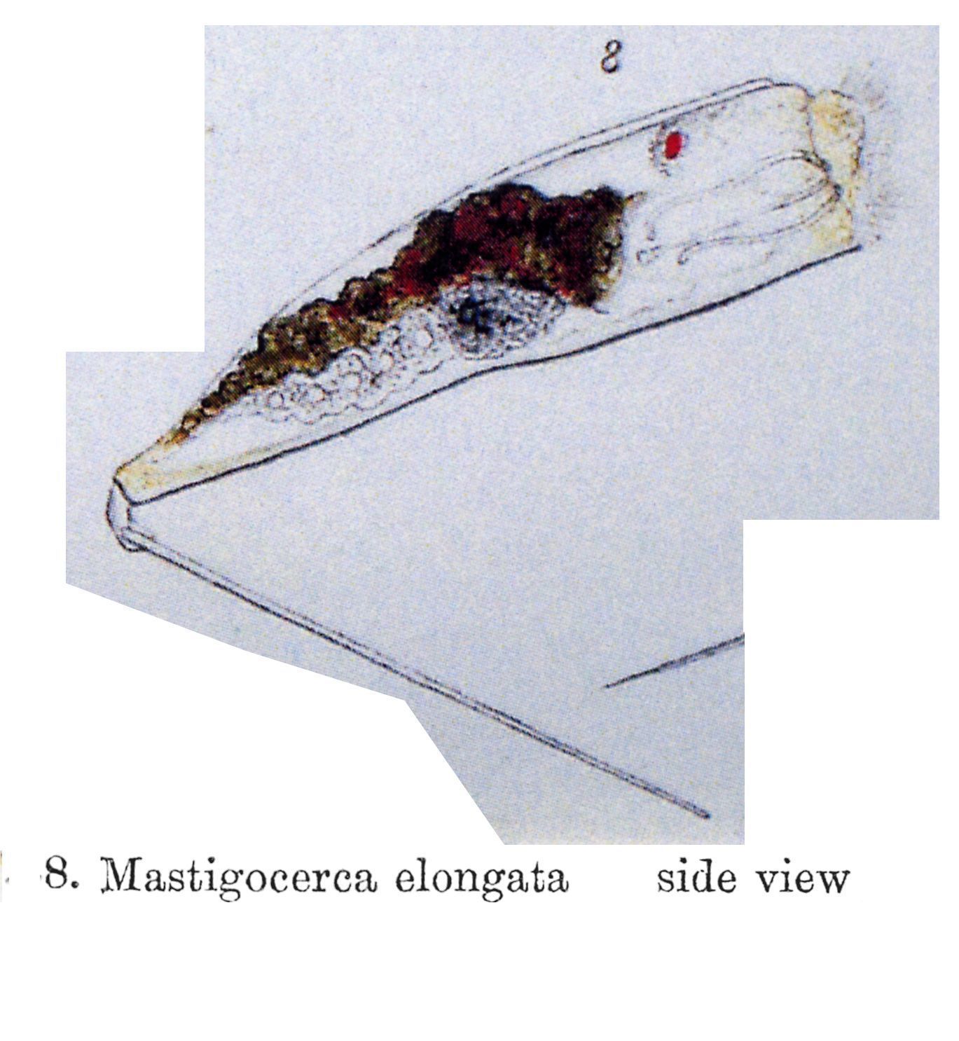 Слика од Trichocerca elongata (Gosse 1886)