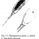 Image of Trichocerca iernis (Gosse 1887)