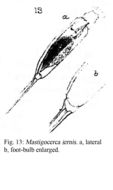 Слика од Trichocerca iernis (Gosse 1887)