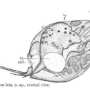 Image of Trichocerca lata (Jennings 1894)