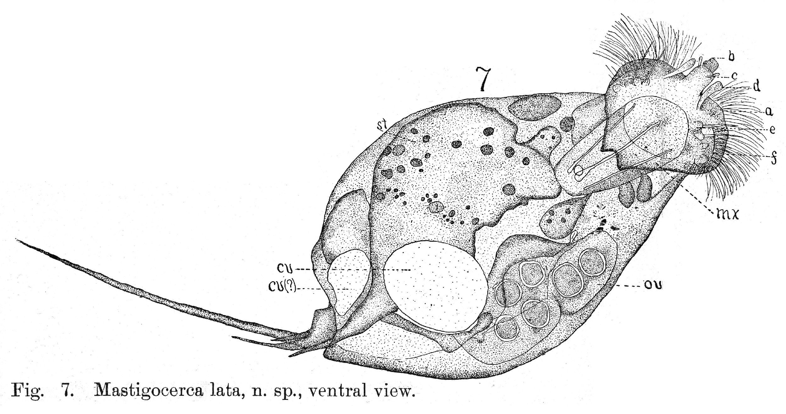 Image of Trichocerca lata (Jennings 1894)