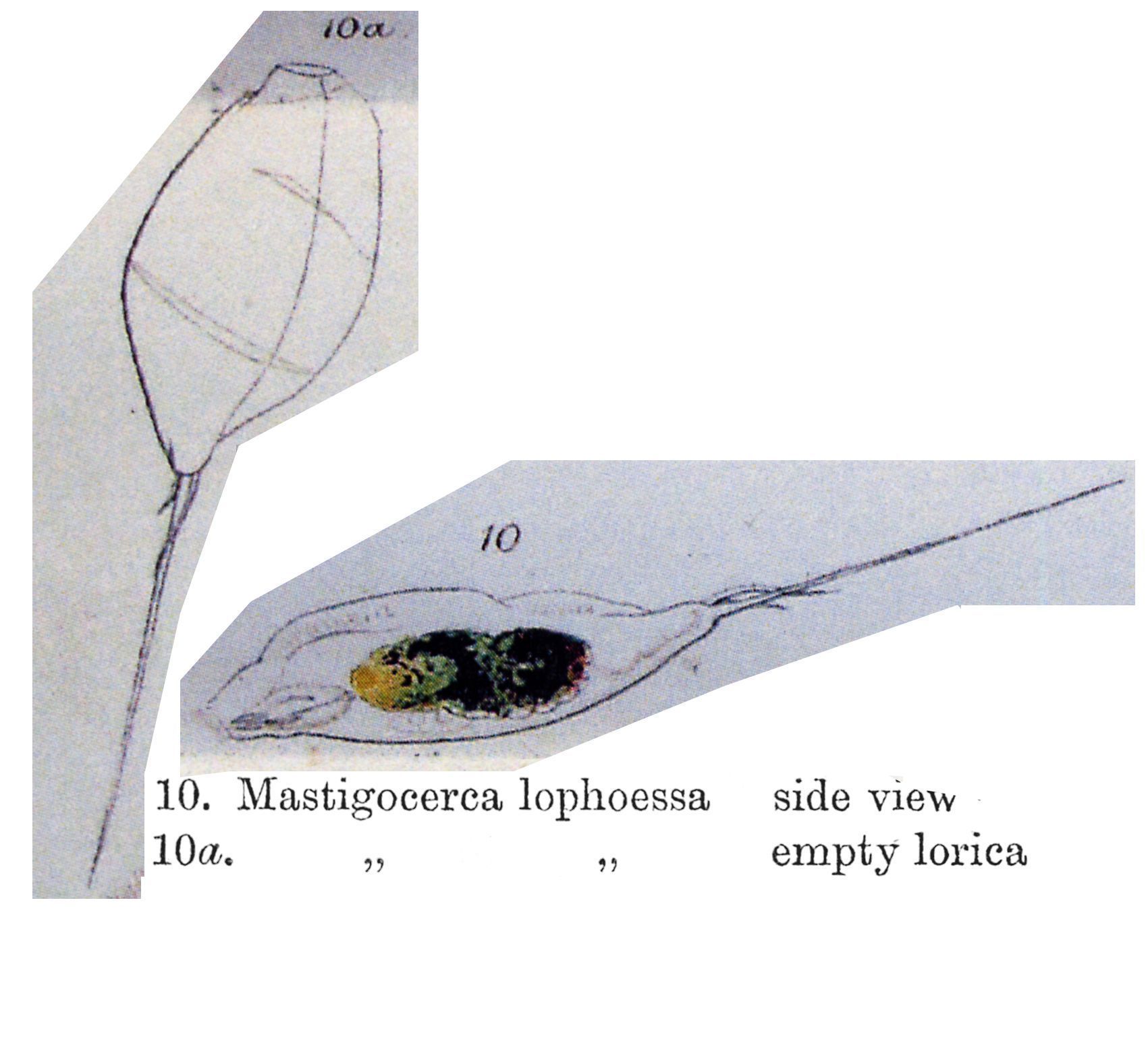 Image of Trichocerca lophoessa (Gosse 1886)
