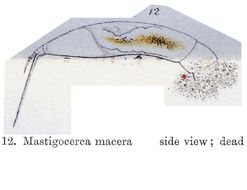 Image of Trichocerca macera (Gosse 1886)