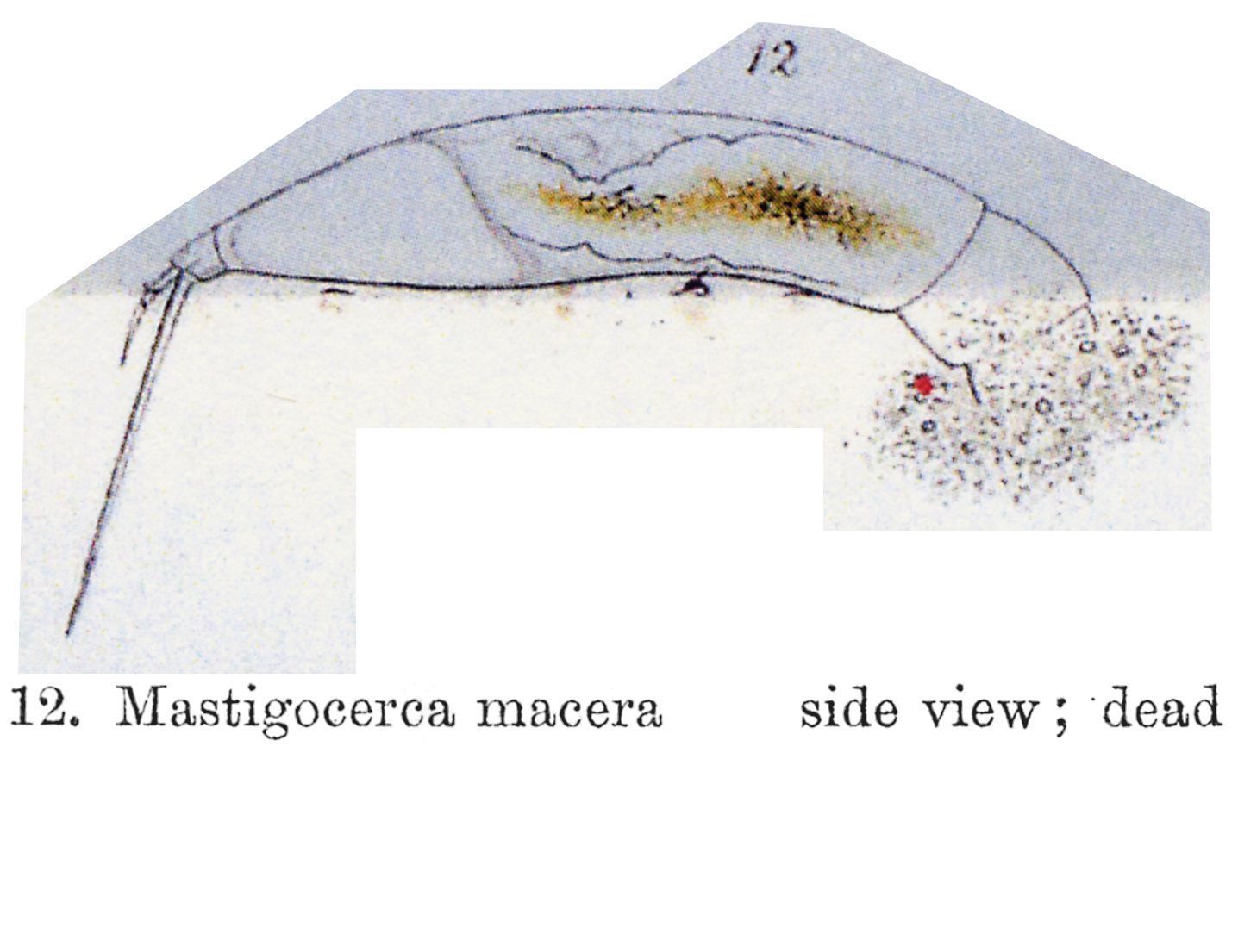 Image of Trichocerca macera (Gosse 1886)