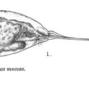 Image of Trichocerca mucosa (Stokes 1896)