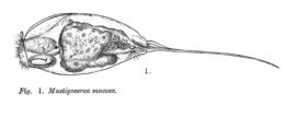 Слика од Trichocerca mucosa (Stokes 1896)