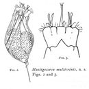 Imagem de Trichocerca multicrinis (Kellicott 1897)