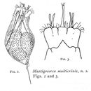 Image de Trichocerca multicrinis (Kellicott 1897)