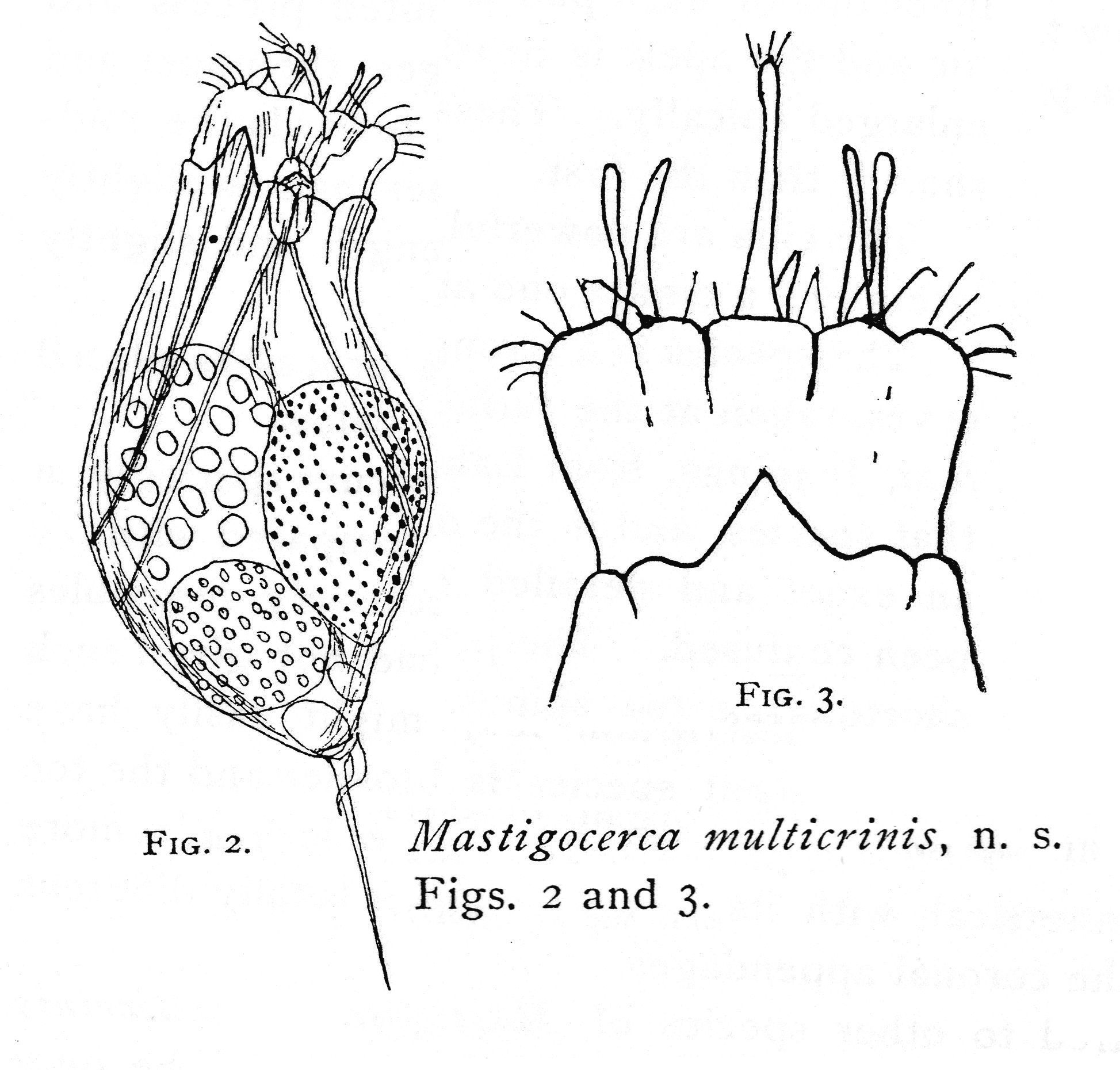 Image of Trichocerca multicrinis (Kellicott 1897)