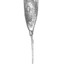 Image of Trichocerca rosea (Stenroos 1898)