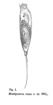 Image of Trichocerca rosea (Stenroos 1898)