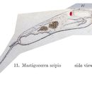 Image of Trichocerca scipio (Gosse 1886)