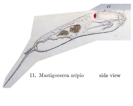 Image of Trichocerca scipio (Gosse 1886)