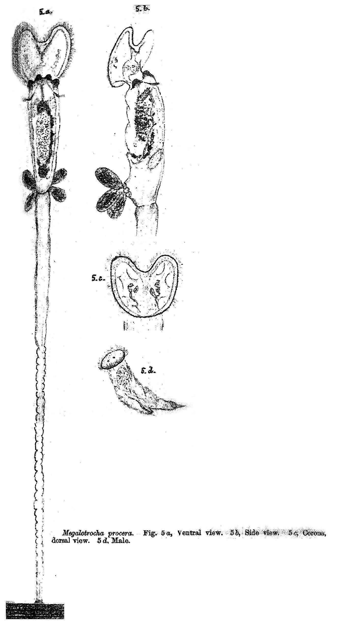 Image de Sinantherina procera (Thorpe 1893)