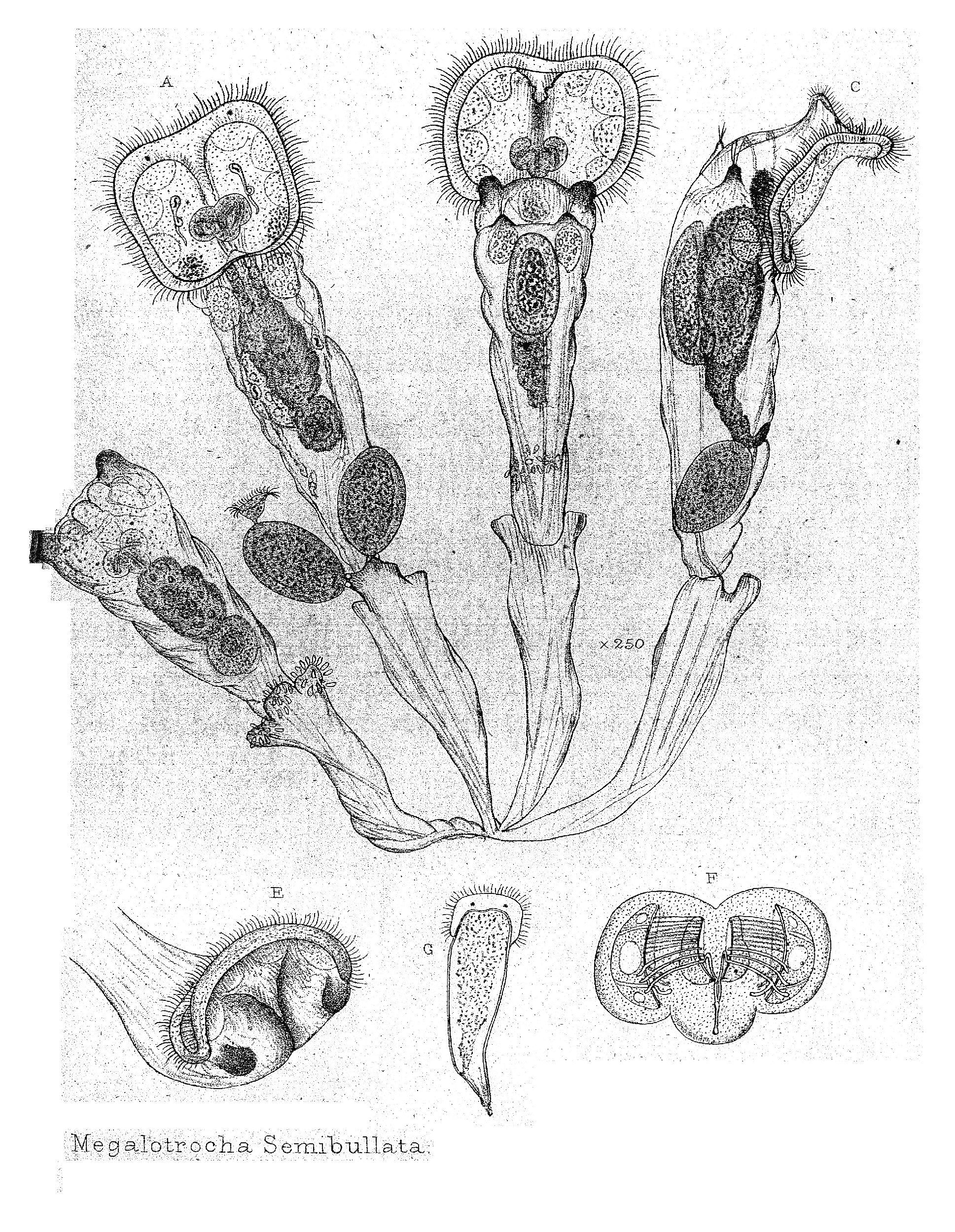 Image de Sinantherina semibullata (Thorpe 1889)