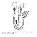 Image de Sinantherina spinosa (Thorpe 1893)