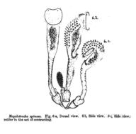 Imagem de Sinantherina spinosa (Thorpe 1893)