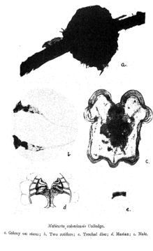 Image of <i>Lacinularoides coloniensis</i>