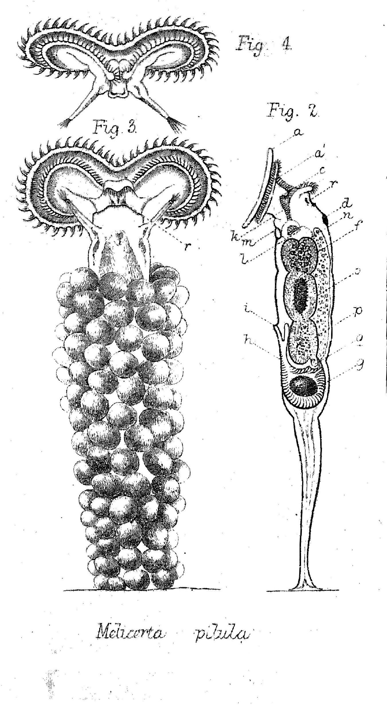 Imagem de Ptygura pilula (Cubitt 1872)