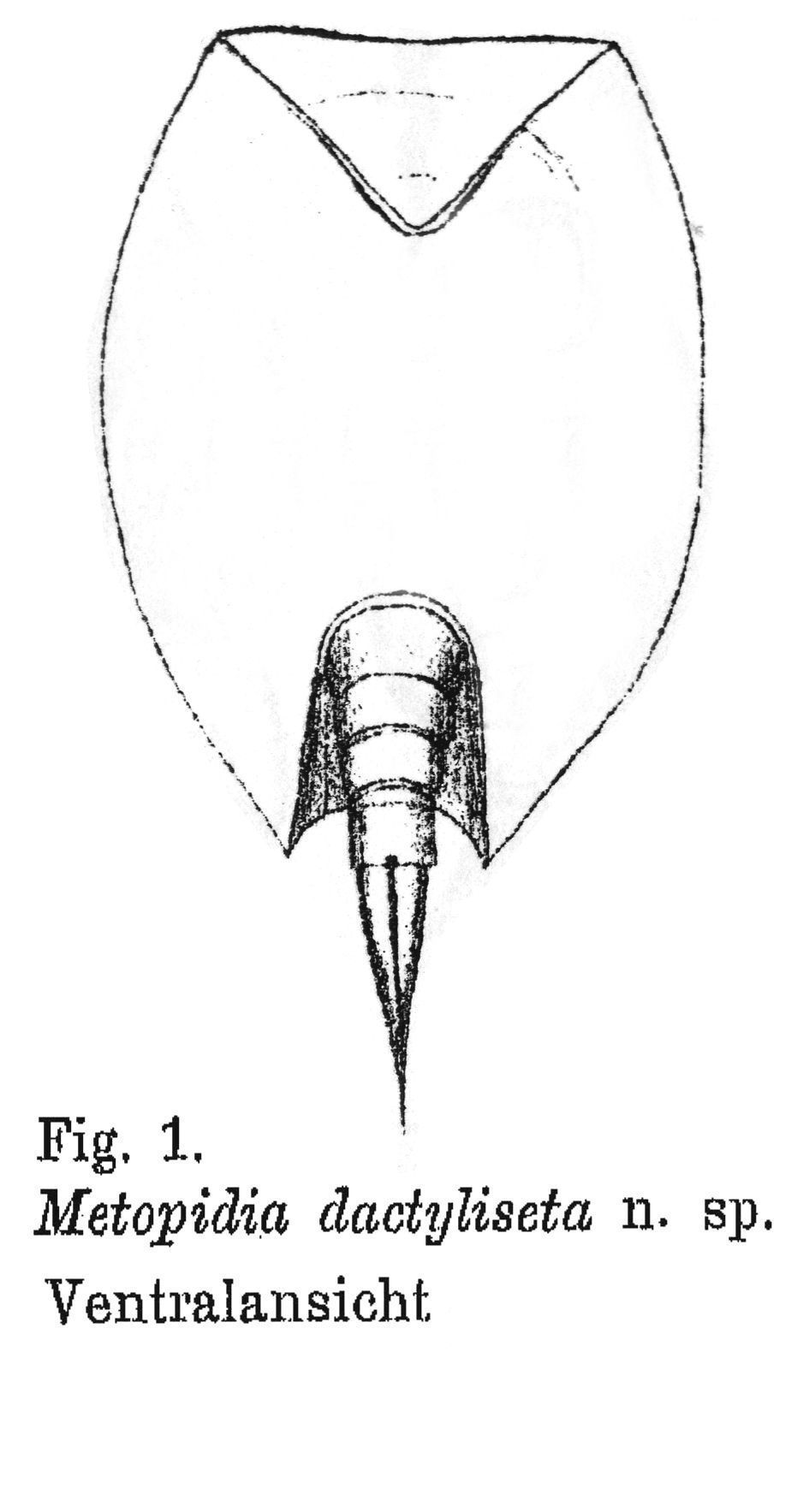Image of Lepadella (Lepadella) dactyliseta (Stenroos 1898)