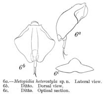 Image of Lepadella (Heterolepadella) heterostyla (Murray 1913)