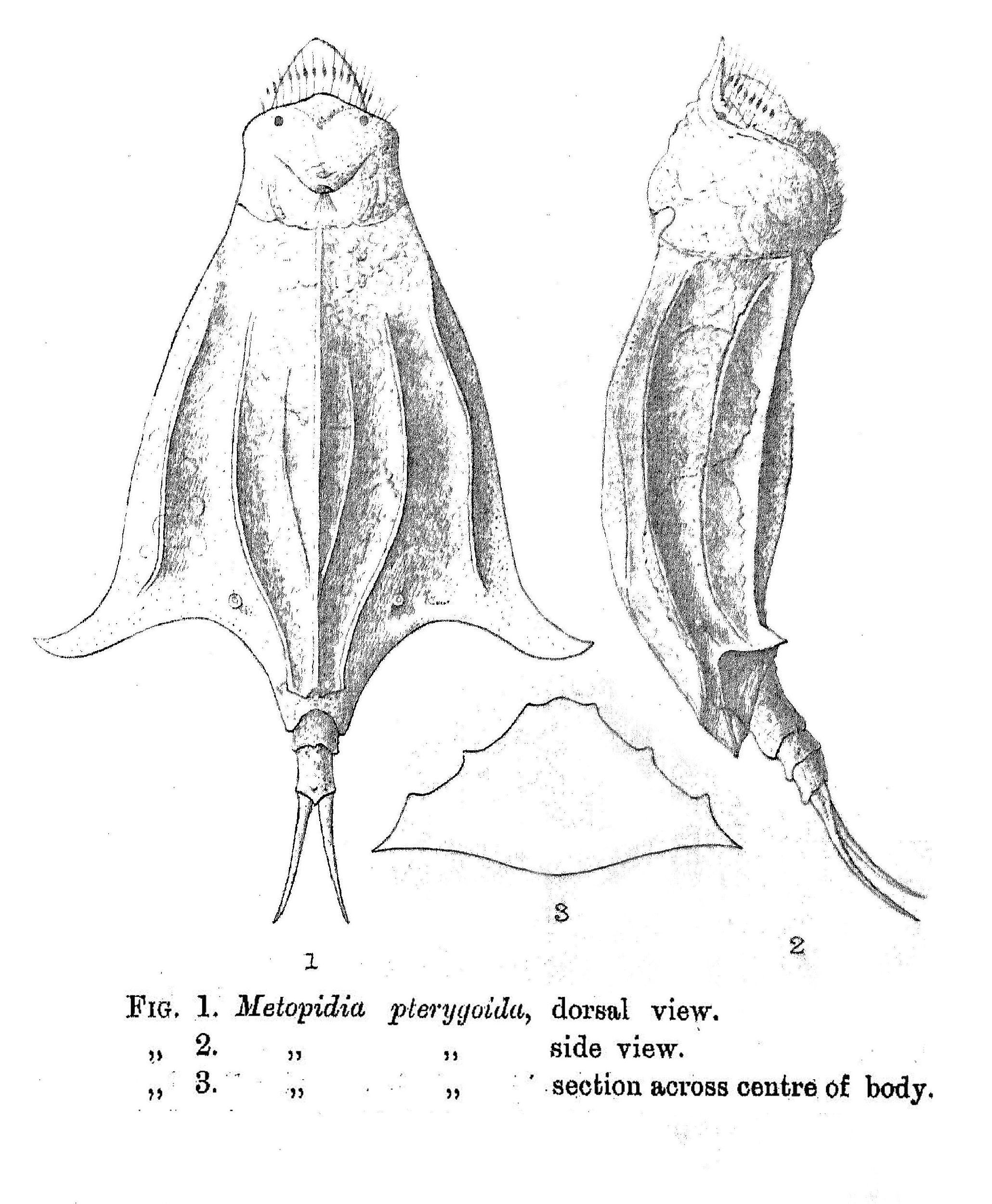 Image of Lepadella (Lepadella) pterygoida (Dunlop 1897)