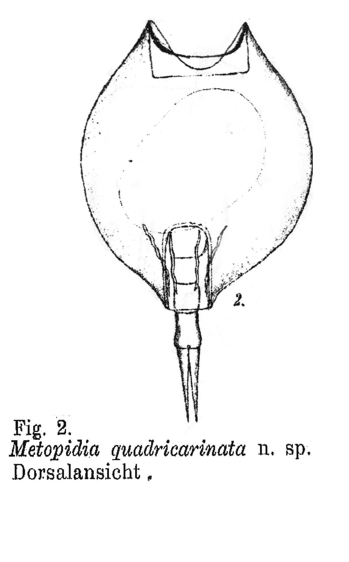 Image of Lepadella (Lepadella) quadricarinata (Stenroos 1898)
