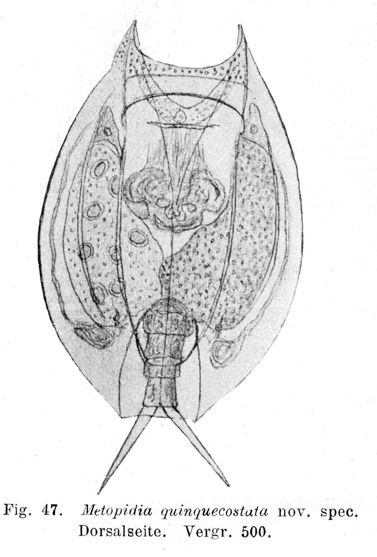 Image of Lepadella (Lepadella) quinquecostata (Lucks 1912)