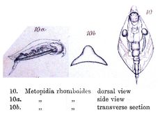 Image of Lepadella (Lepadella) rhomboides (Gosse 1886)